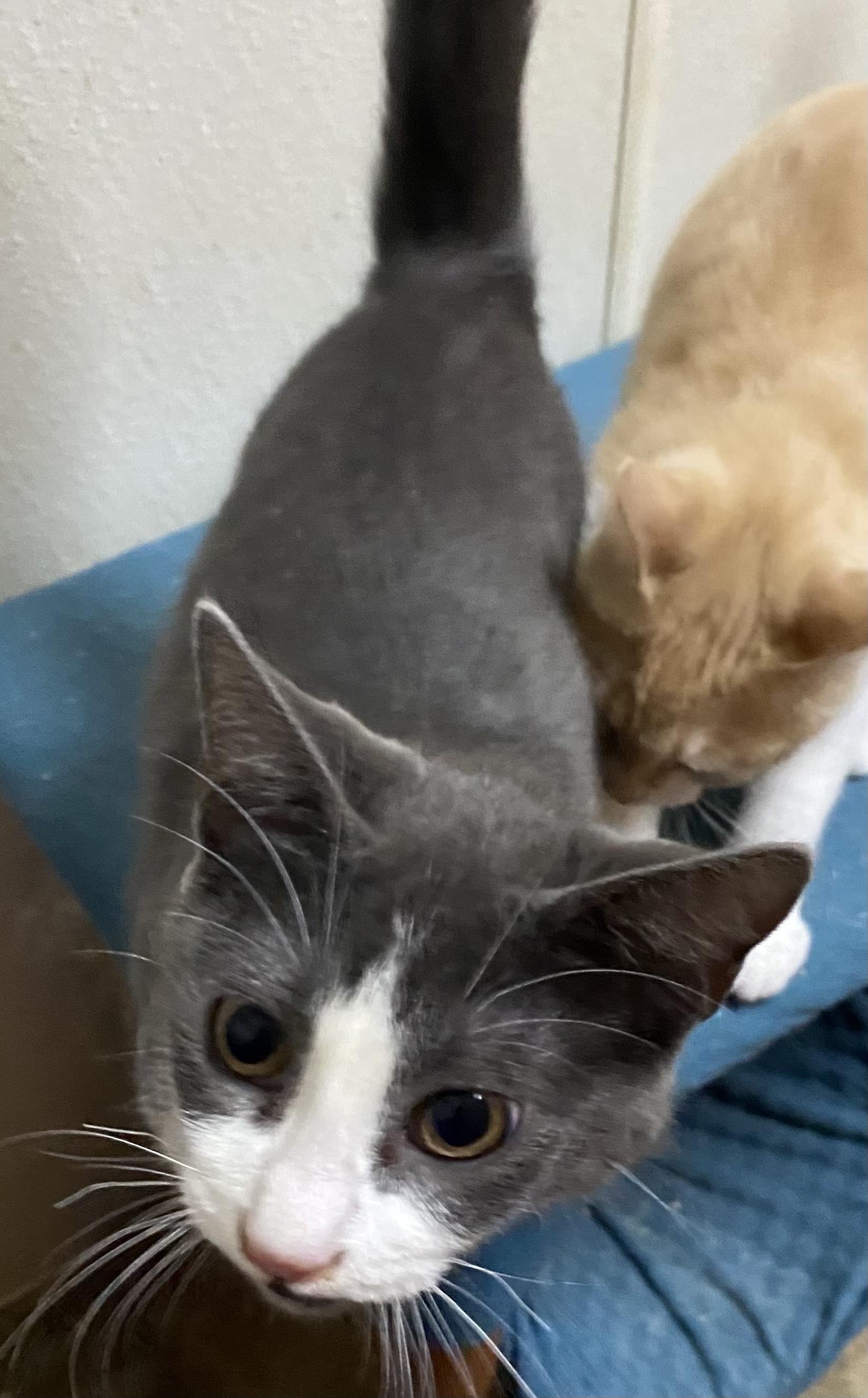 Hooray, an adopted mixed breed in Stanwood, WA image 2/3