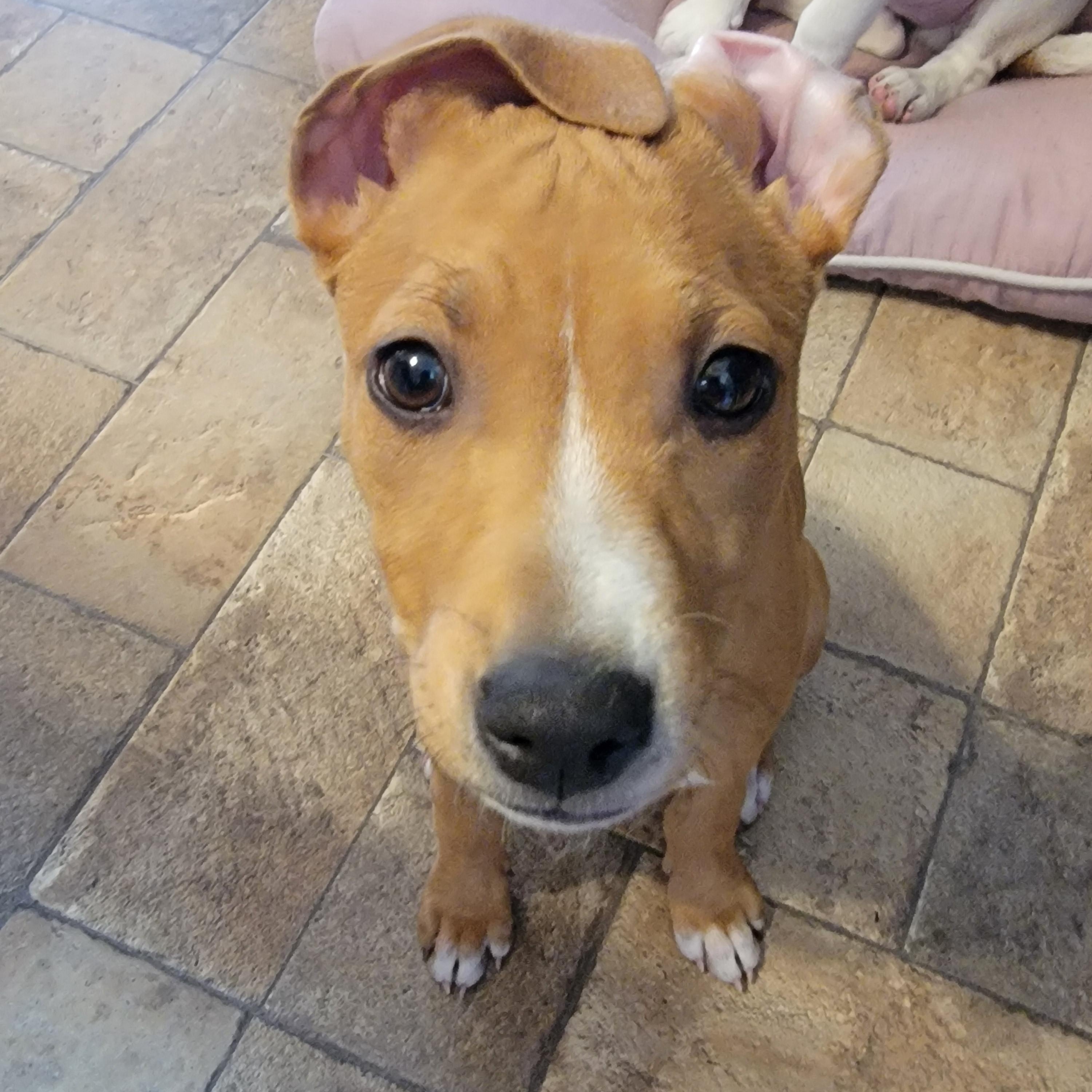 Sally, a Adoptable mixed breed in Joliet, IL image 2/3