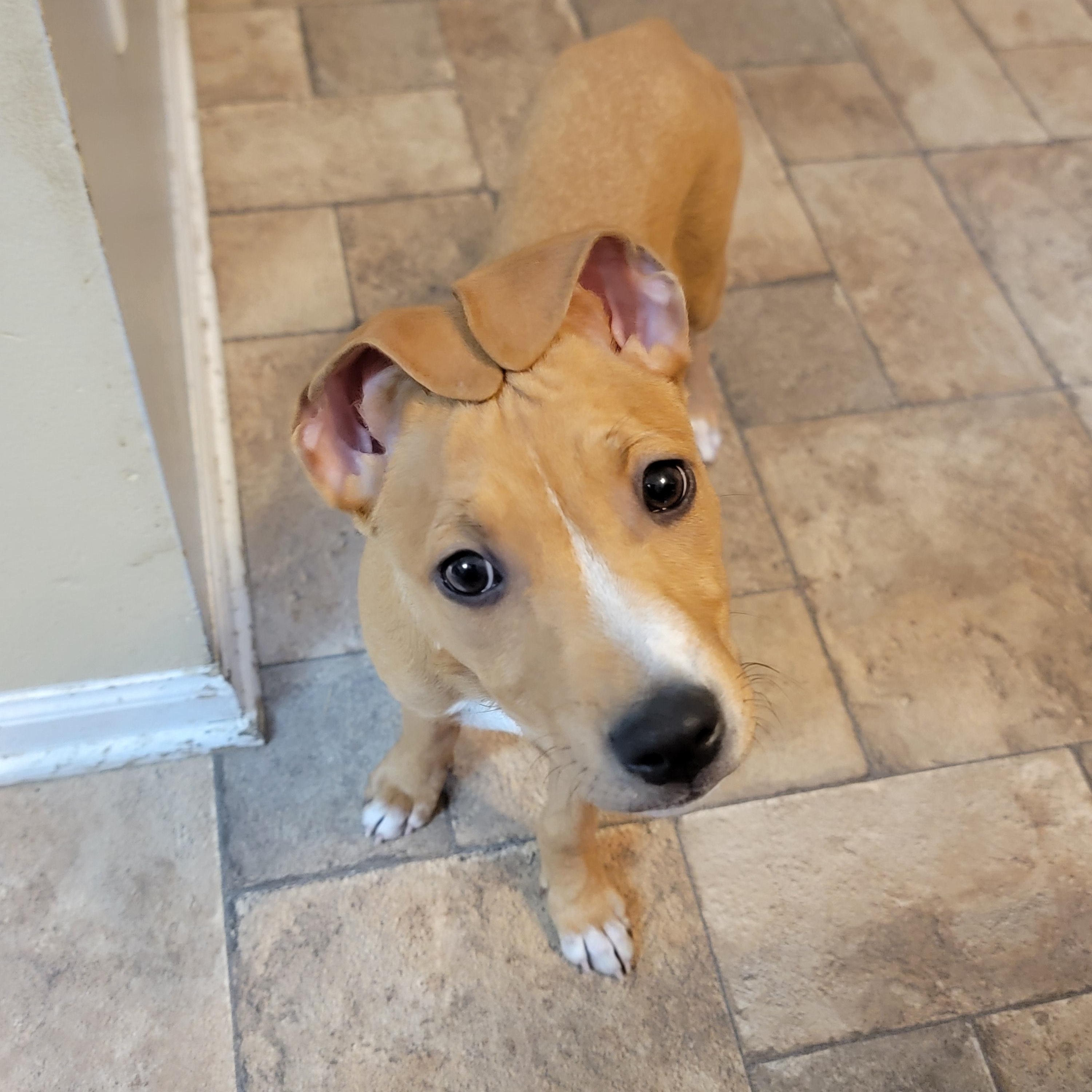 Sally, a Adoptable mixed breed in Joliet, IL image 3/3