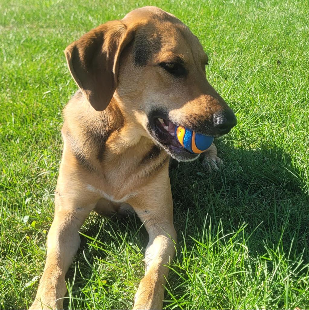 Otis, Adoptable, Adult Male Rhodesian Ridgeback & Hound.