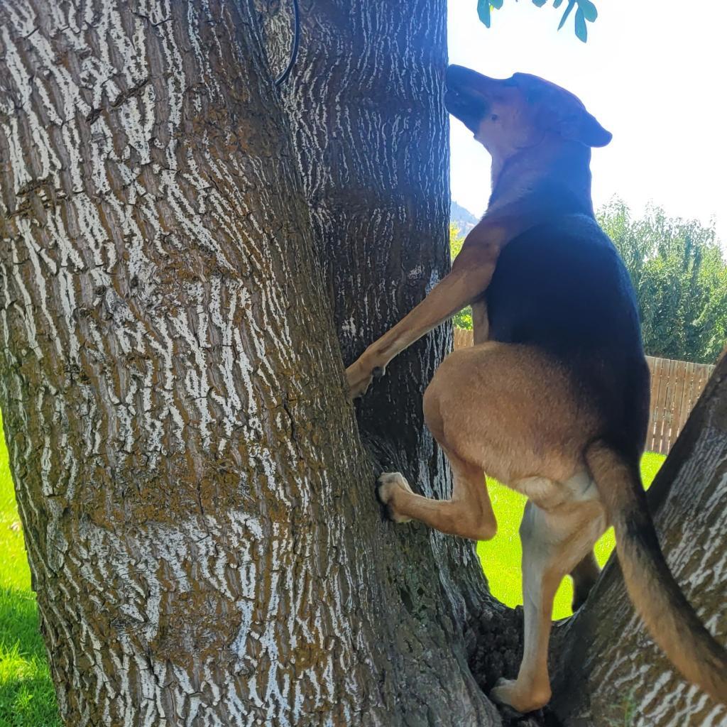 Enlarge Otis, a Adoptable mixed breed in Cashmere, WA image 2/5