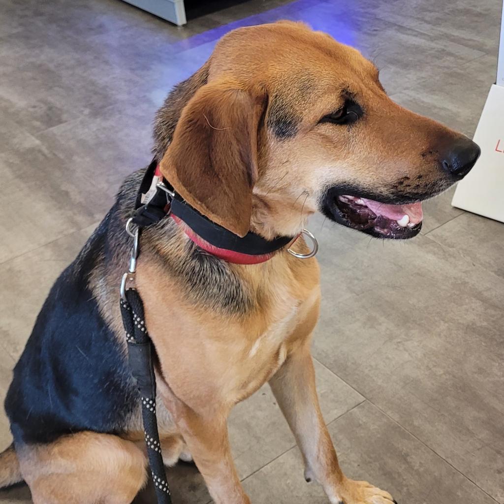 Enlarge Otis, a Adoptable mixed breed in Cashmere, WA image 4/5