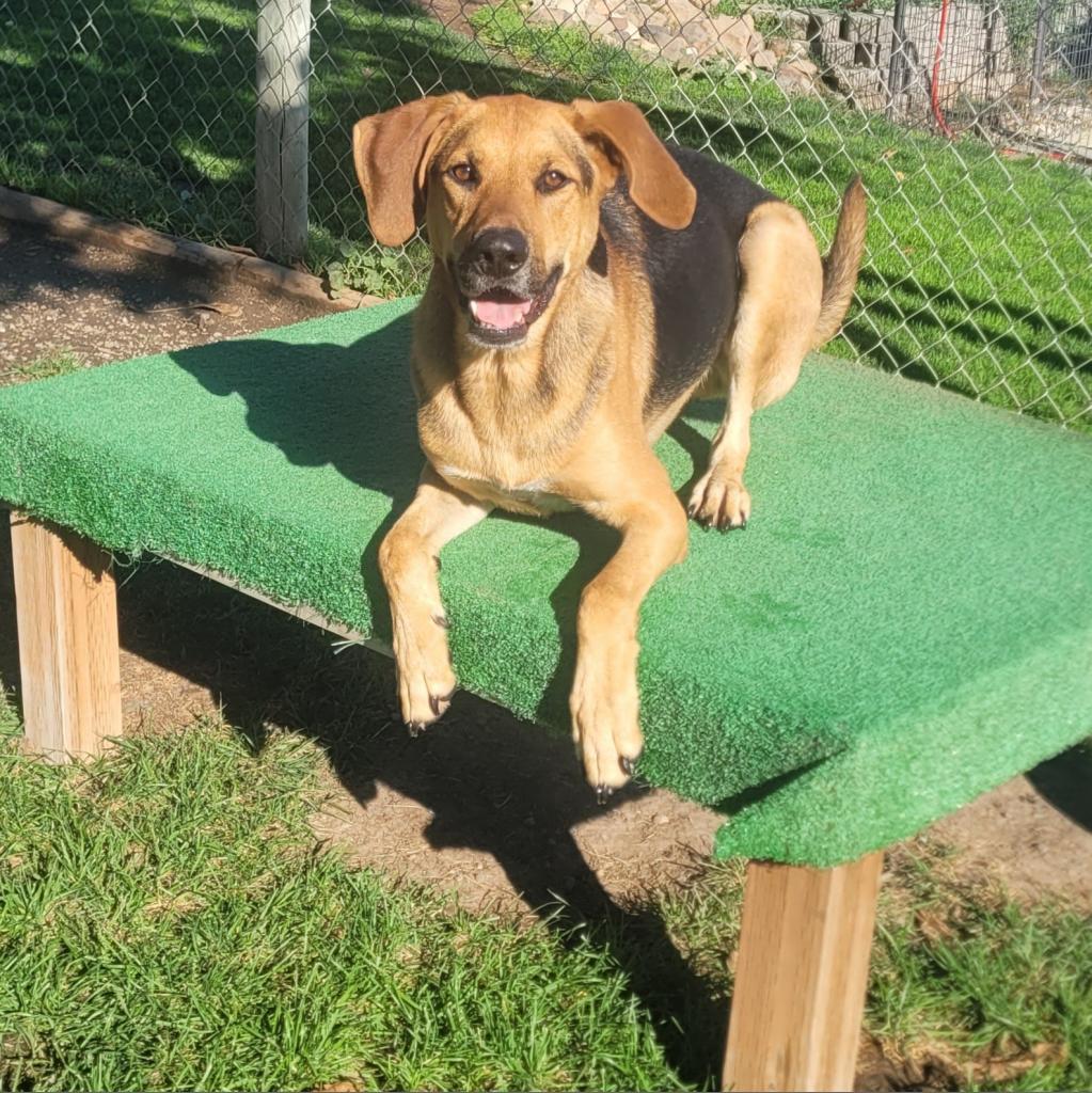 Enlarge Otis, a Adoptable mixed breed in Cashmere, WA image 5/5