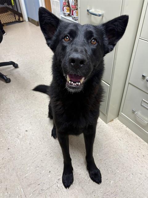 BRUMAL, Adoptable, Young Male Dutch Shepherd.