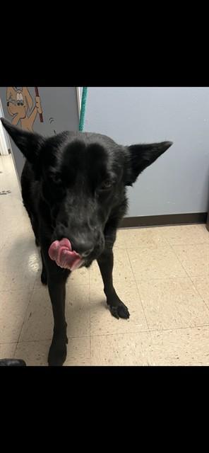 BRUMAL, Adoptable, Young Male Dutch Shepherd.