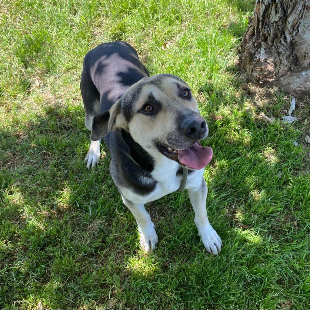 Beau, Adoptable, Adult Male German Shepherd Dog.