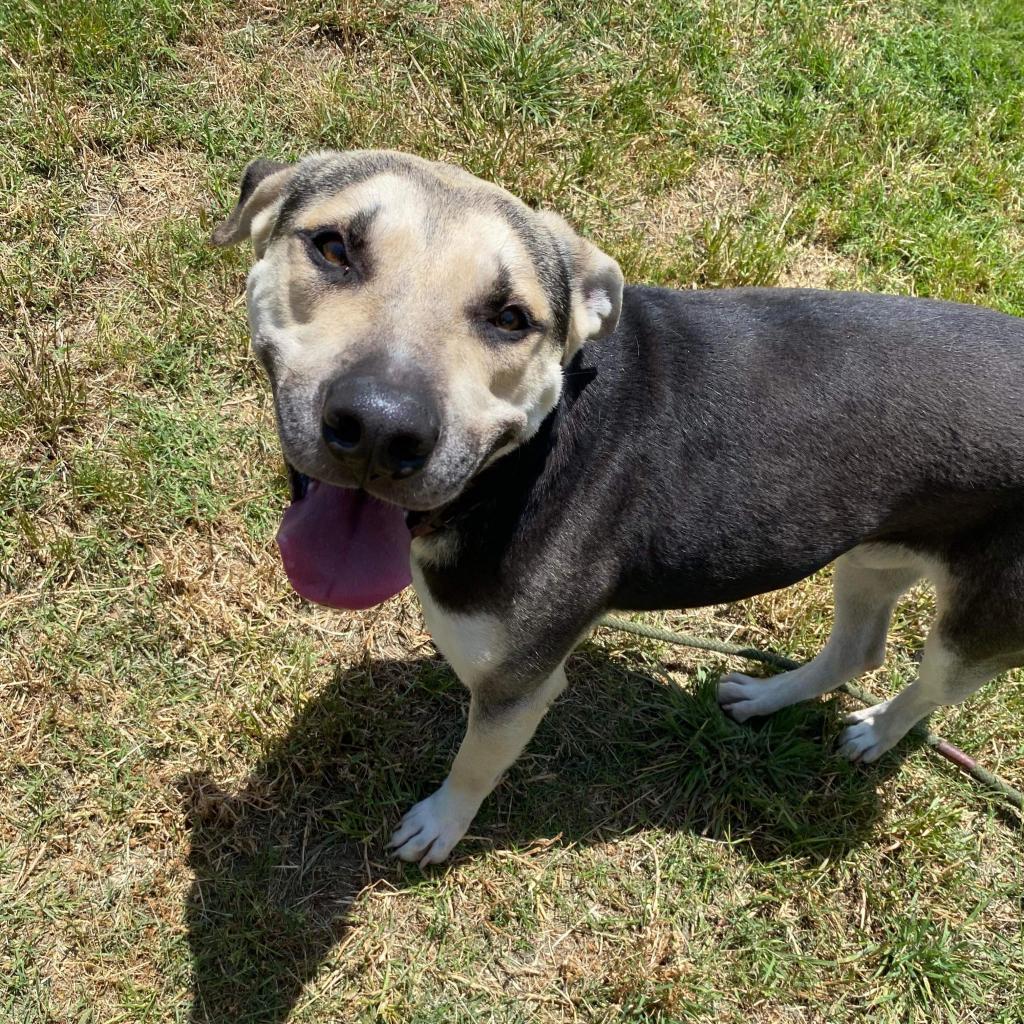 Enlarge Beau, a Adoptable mixed breed in San Jacinto, CA image 2/6