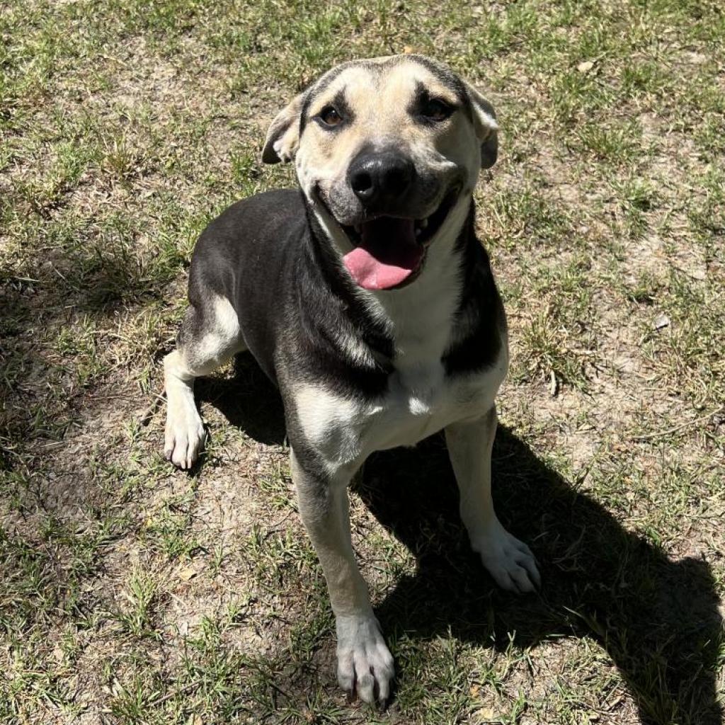 Enlarge Beau, a Adoptable mixed breed in San Jacinto, CA image 3/6