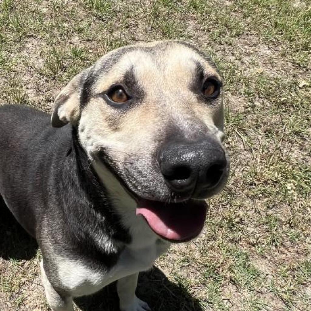 Enlarge Beau, a Adoptable mixed breed in San Jacinto, CA image 5/6
