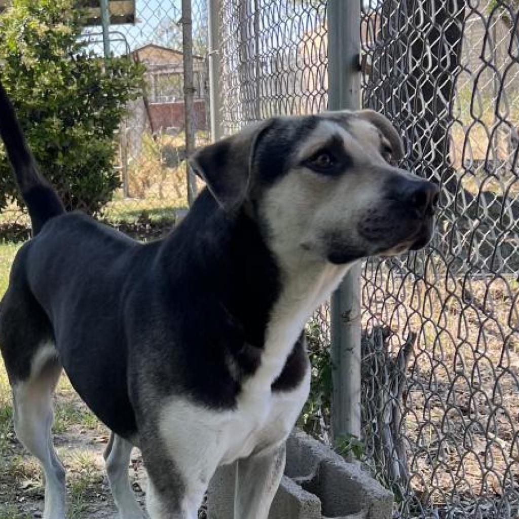 Enlarge Beau, a Adoptable mixed breed in San Jacinto, CA image 6/6