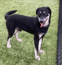 Tyndall (Australian Shepherd mix)