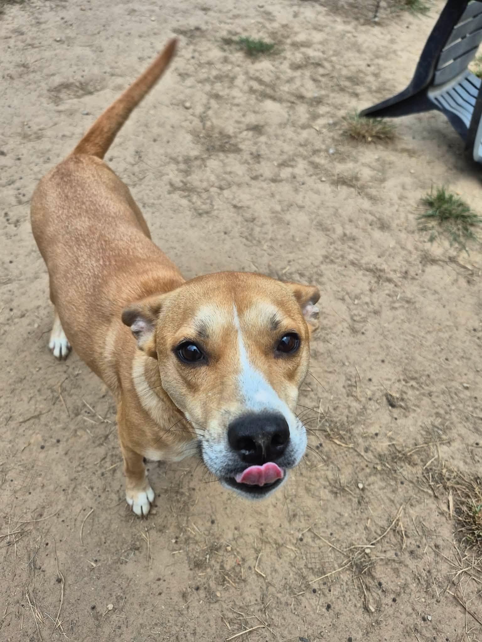 Vegas, a ADOPTABLE mixed breed in metairie, LA image 4/5