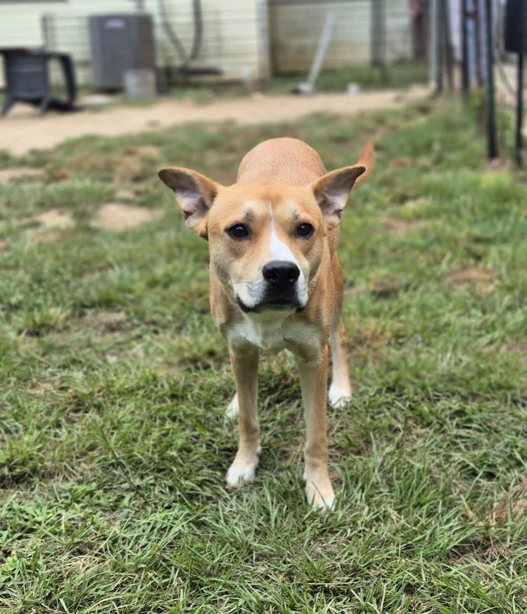 Vegas, a ADOPTABLE mixed breed in metairie, LA image 2/5