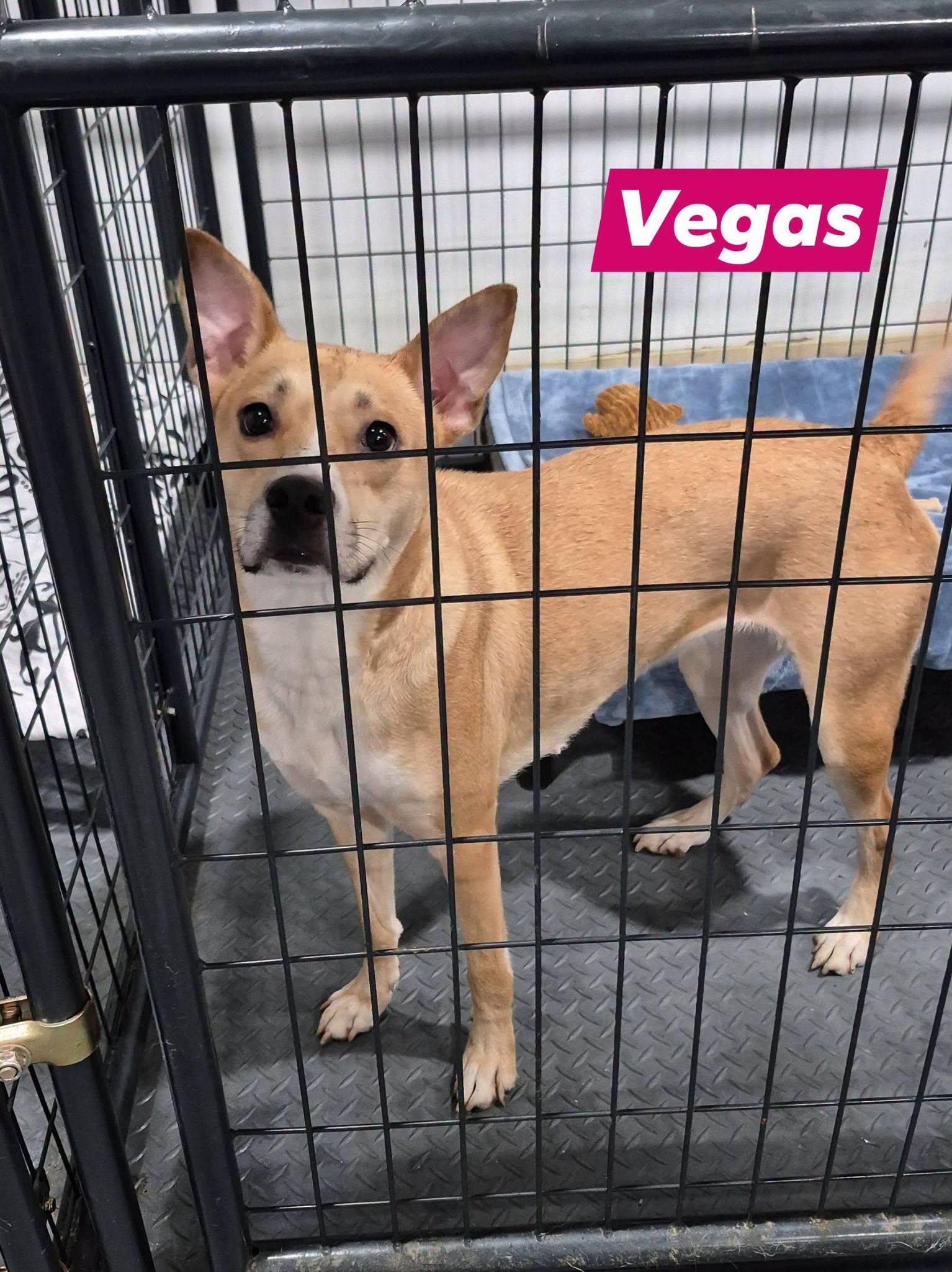 Vegas, a ADOPTABLE mixed breed in metairie, LA image 3/5
