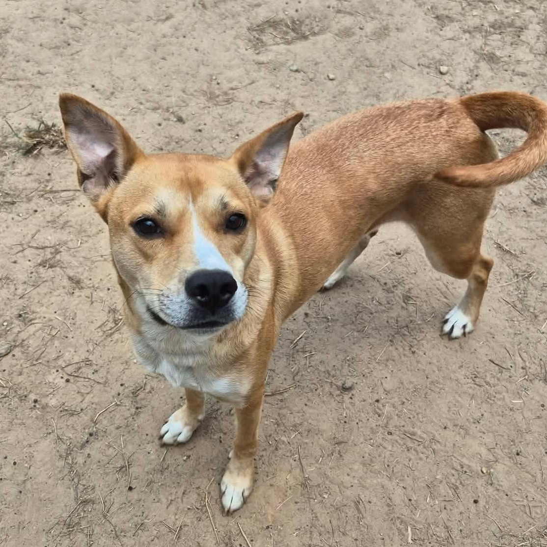 Vegas, ADOPTABLE, Young Female Yellow Labrador Retriever & German Shepherd Dog.