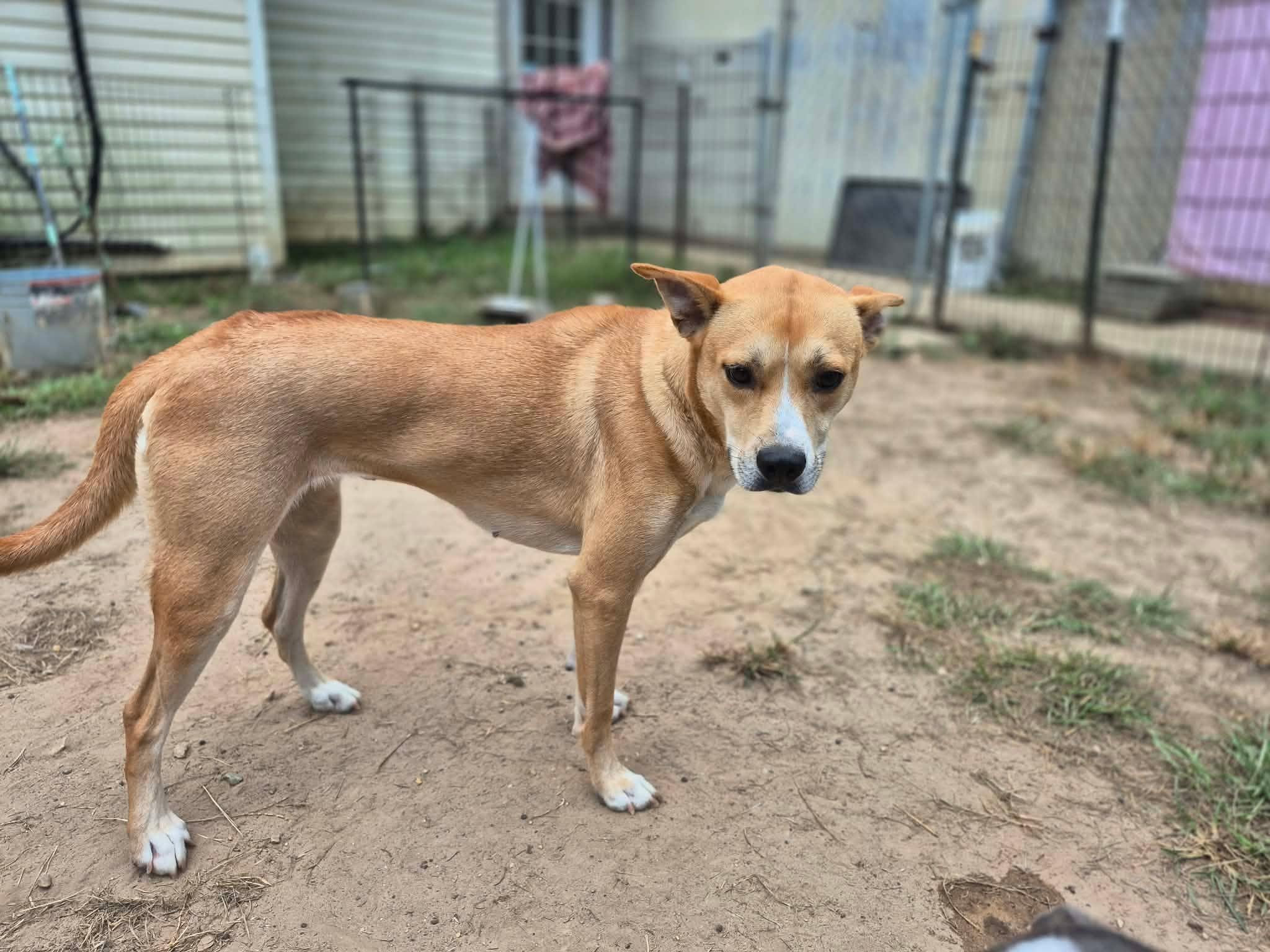 Vegas, a ADOPTABLE mixed breed in metairie, LA image 5/5
