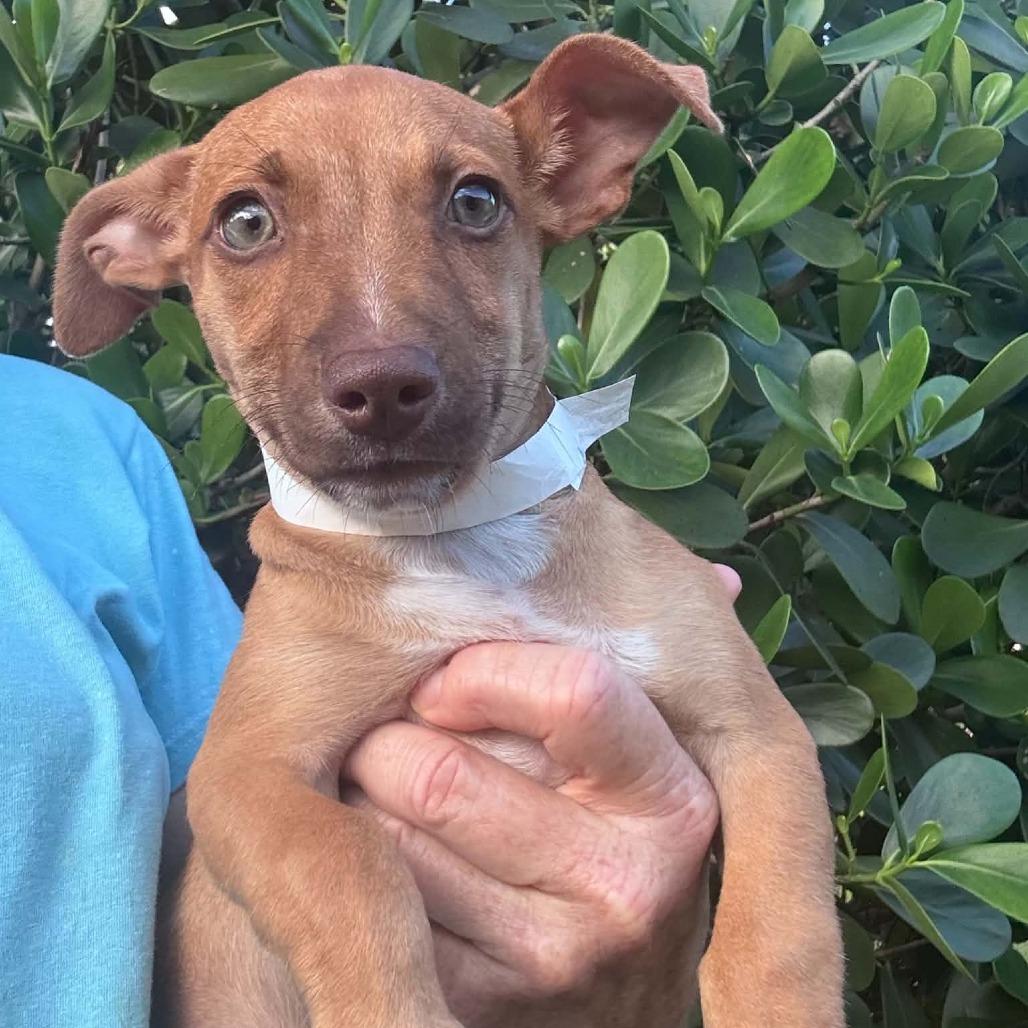 Mando Clewy, Adoptable, Puppy Male Chihuahua.