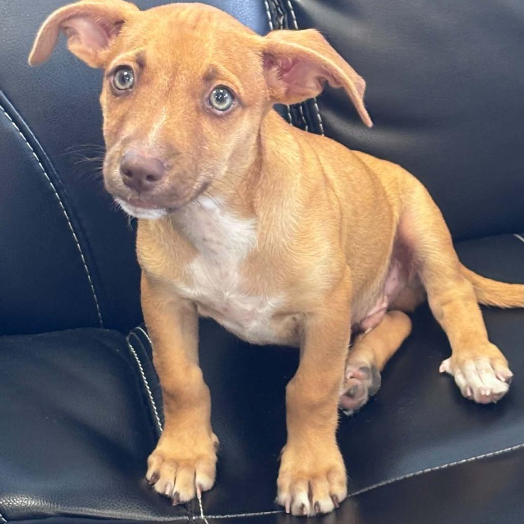 Enlarge Mando Clewy, a Adoptable Chihuahua in Fort Lauderdale, FL image 2/2