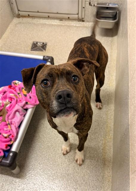 Enlarge WESLEY, a Adoptable Pit Bull Terrier in Statesville, NC image 1/1