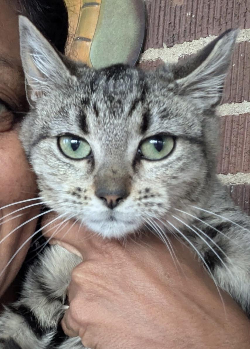 Onyx, adoptable, Kitten Female Domestic Short Hair.