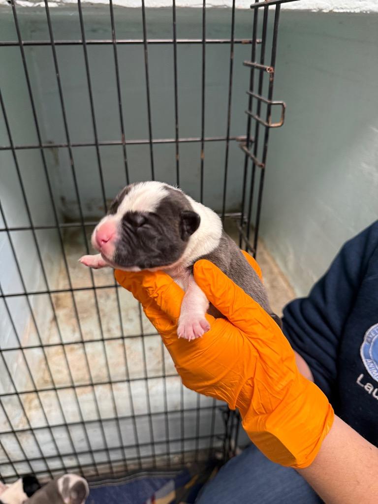 Enlarge Giblet, a Adoptable mixed breed in Fayetteville, TN image 1/1