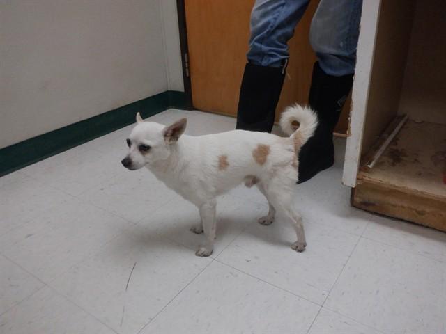GINO, Adoptable, Adult Male Chihuahua & Mixed Breed.