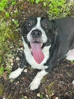 Charles, Adoptable, Adult Male Labrador Retriever & Dachshund (Long Haired).