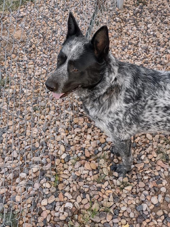 Dinki, Adopted, Adult Male Australian Cattle Dog / Blue Heeler.
