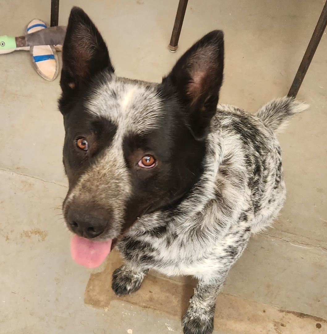 Enlarge Dinki, a Adopted Australian Cattle Dog / Blue Heeler in Parowan, UT image 2/7