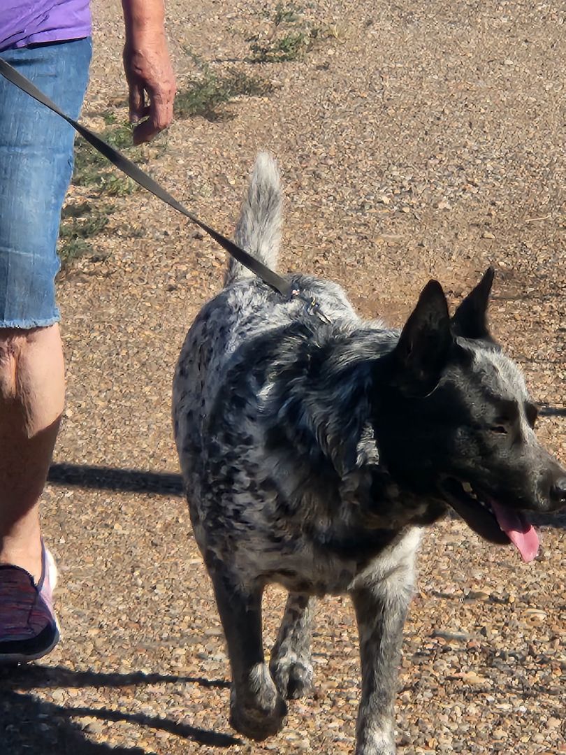 Enlarge Dinki, a Adopted Australian Cattle Dog / Blue Heeler in Parowan, UT image 3/7