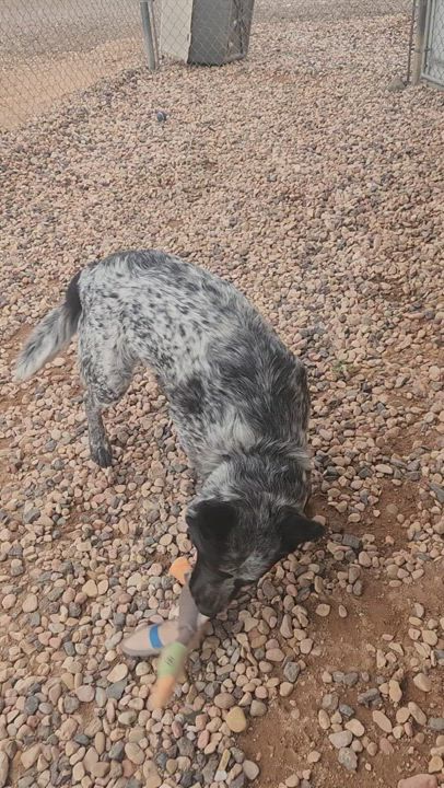 Enlarge Dinki, a Adopted Australian Cattle Dog / Blue Heeler in Parowan, UT video 7/7