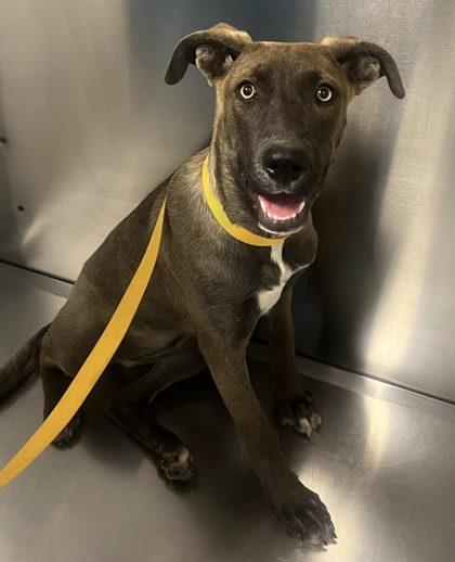 Virginia, Adoptable, Puppy Female Mixed Breed & Mixed Breed.