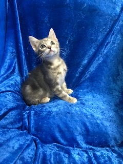 Enlarge Coconut , a Adoptable Bengal in Gainesville, FL image 1/4