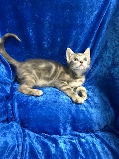 Enlarge Coconut , a Adoptable Bengal in Gainesville, FL image 3/4