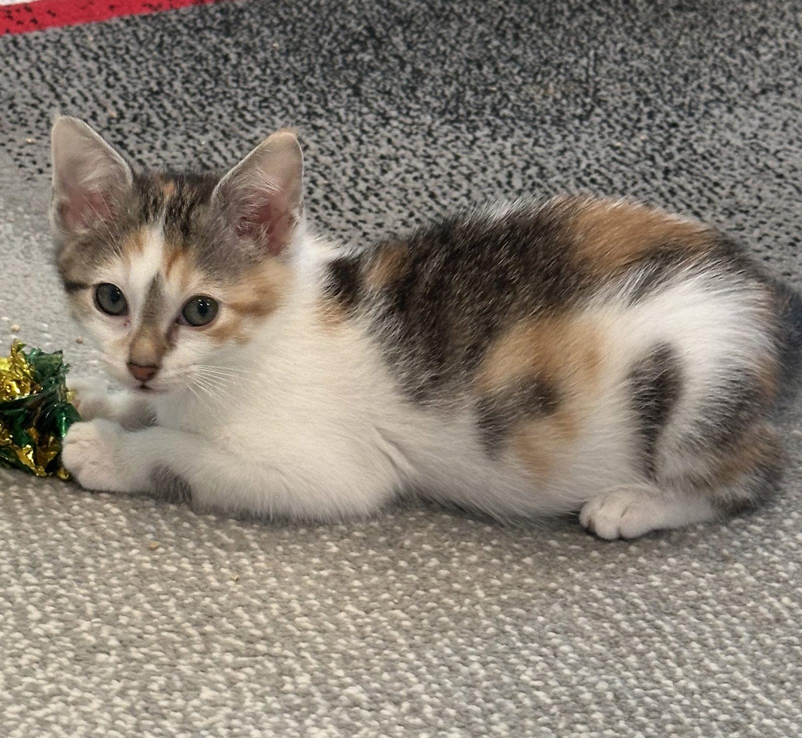 Cookie, Adopted, Kitten Female Calico.