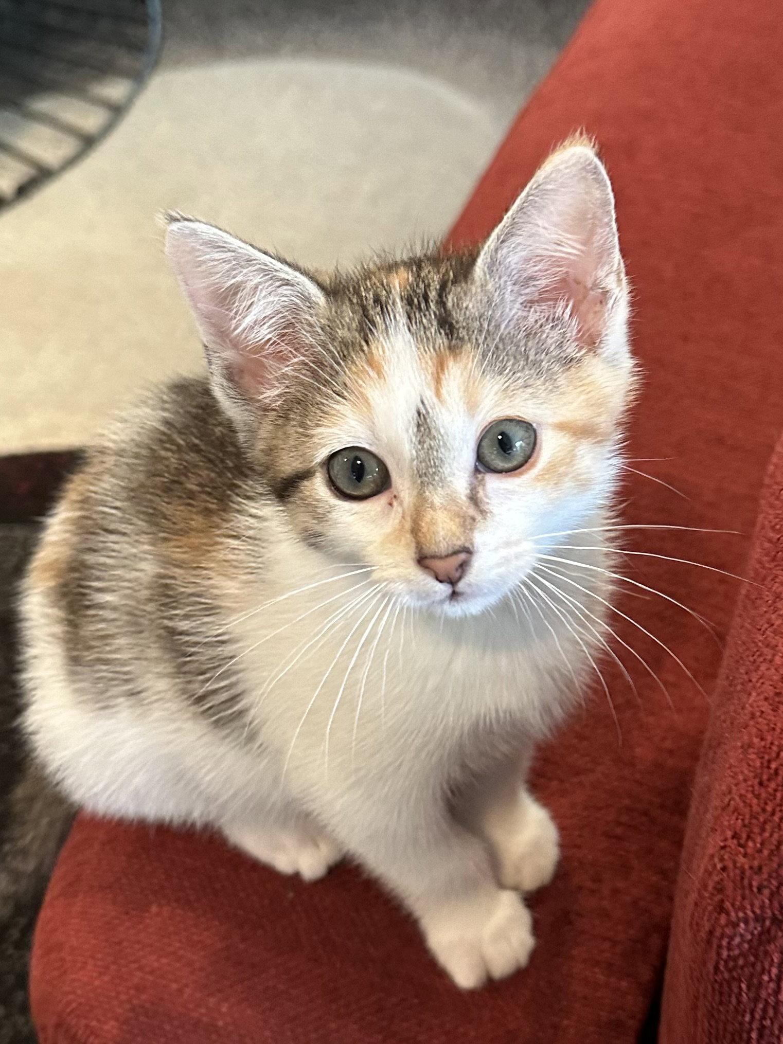 Cookie, a Adopted Calico in Plano, TX image 2/2