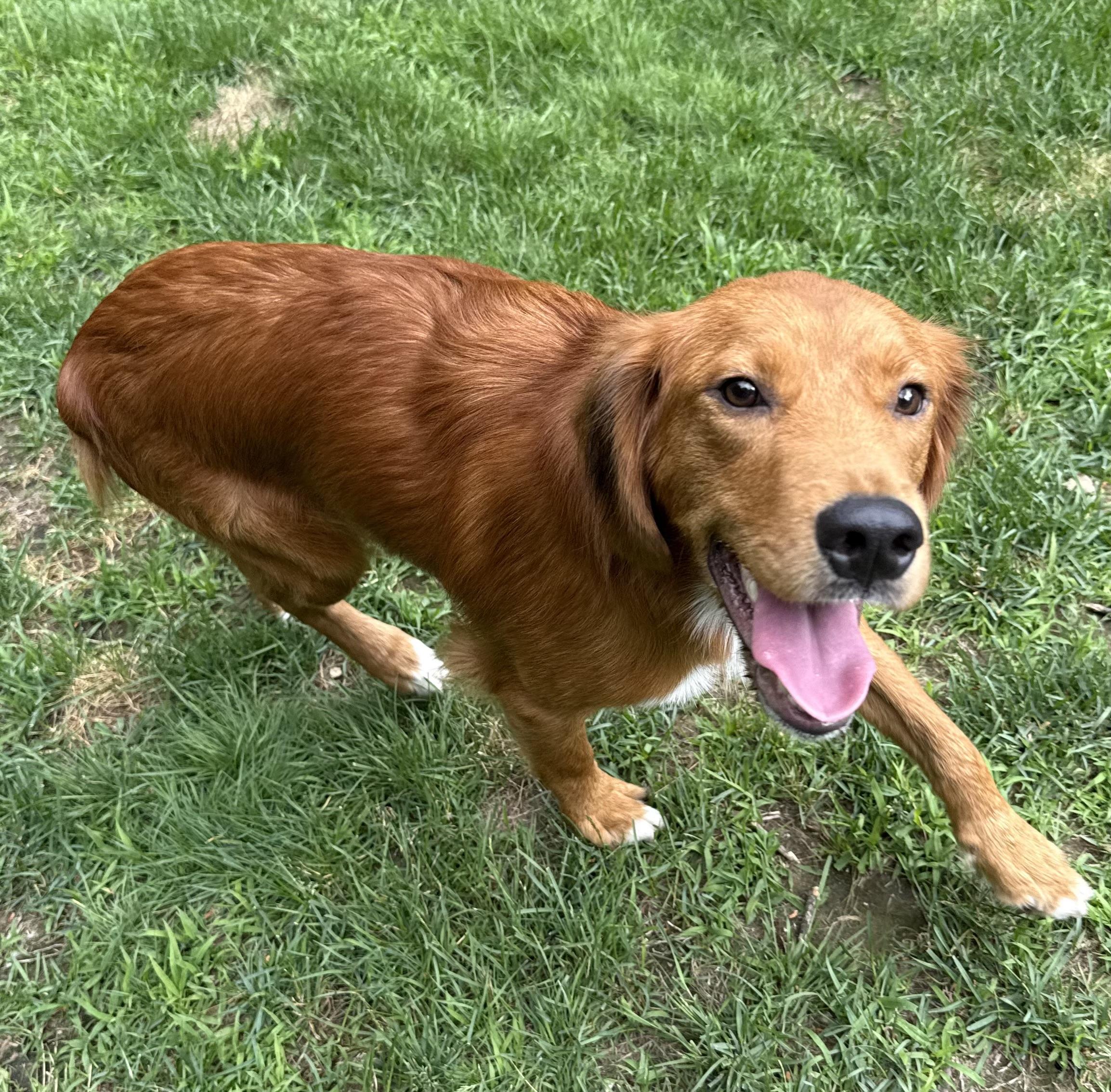 Denali - in NH, a ADOPTABLE mixed breed in Mashpee, MA image 4/4