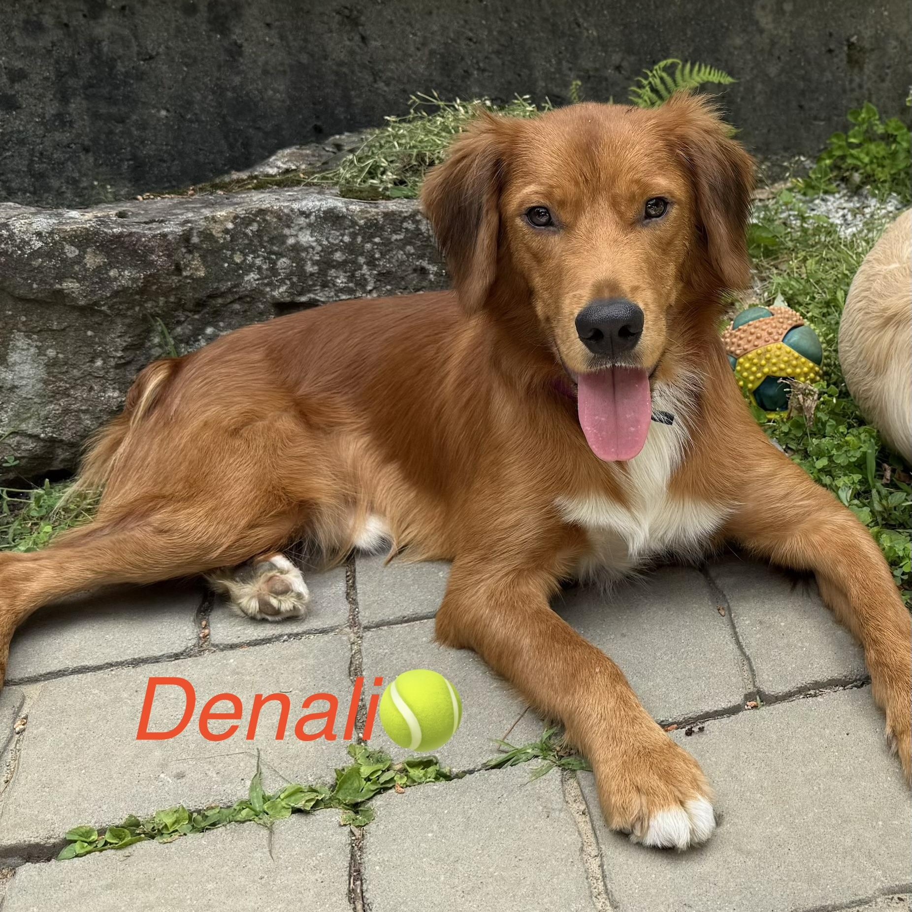 Denali - in NH, a ADOPTABLE mixed breed in Mashpee, MA image 1/4