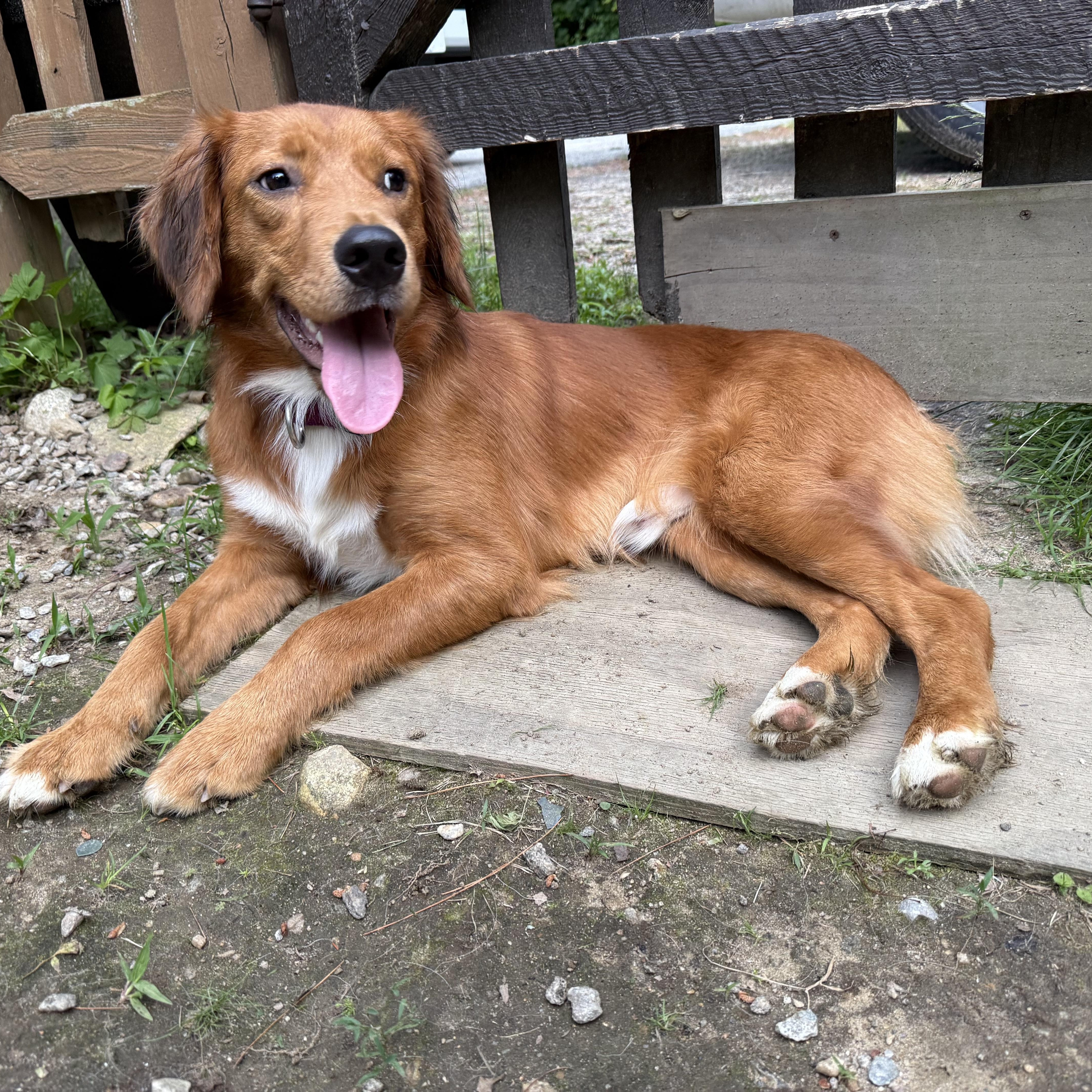 Denali - in NH, a ADOPTABLE mixed breed in Mashpee, MA image 3/4