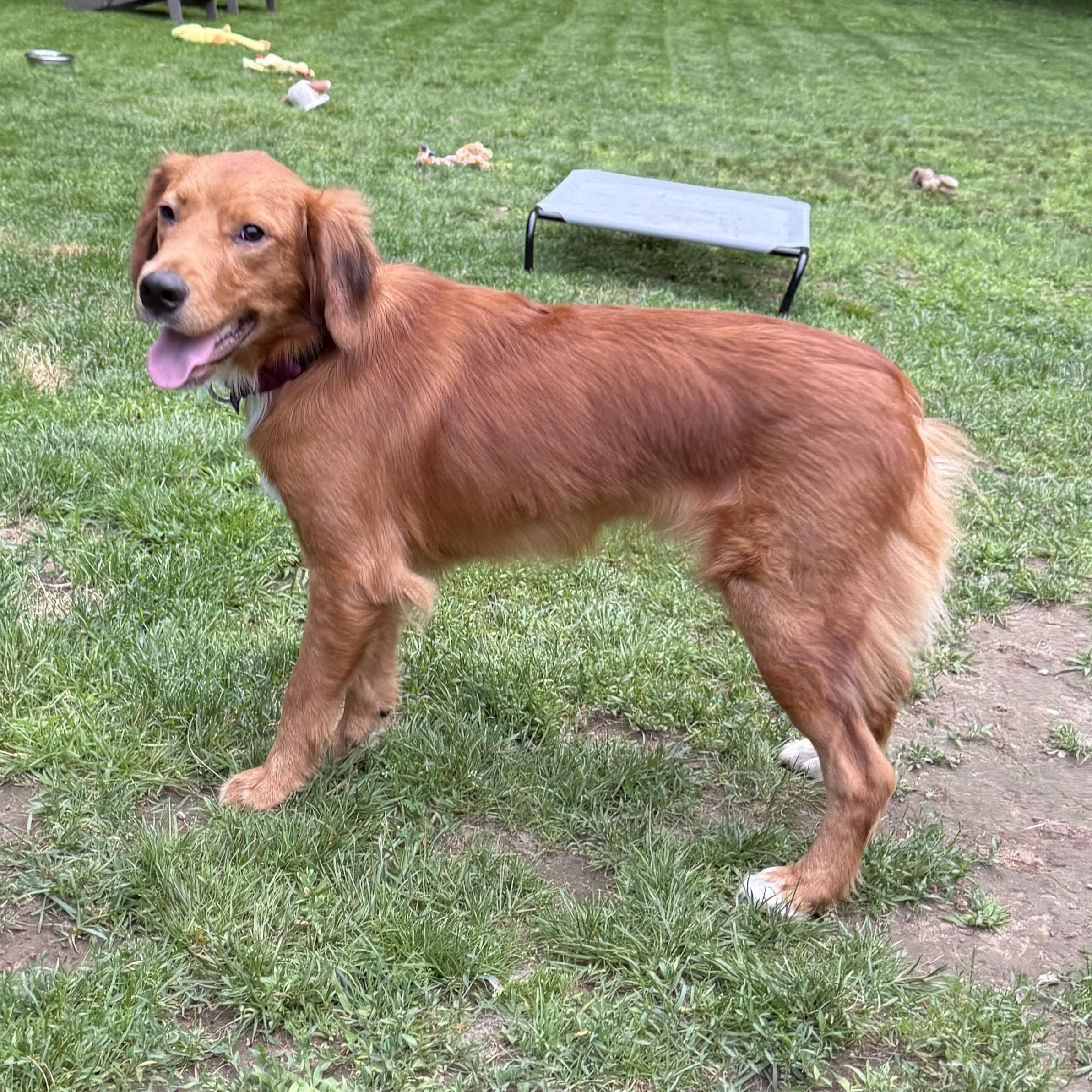 Denali - in NH, a ADOPTABLE mixed breed in Mashpee, MA image 2/4