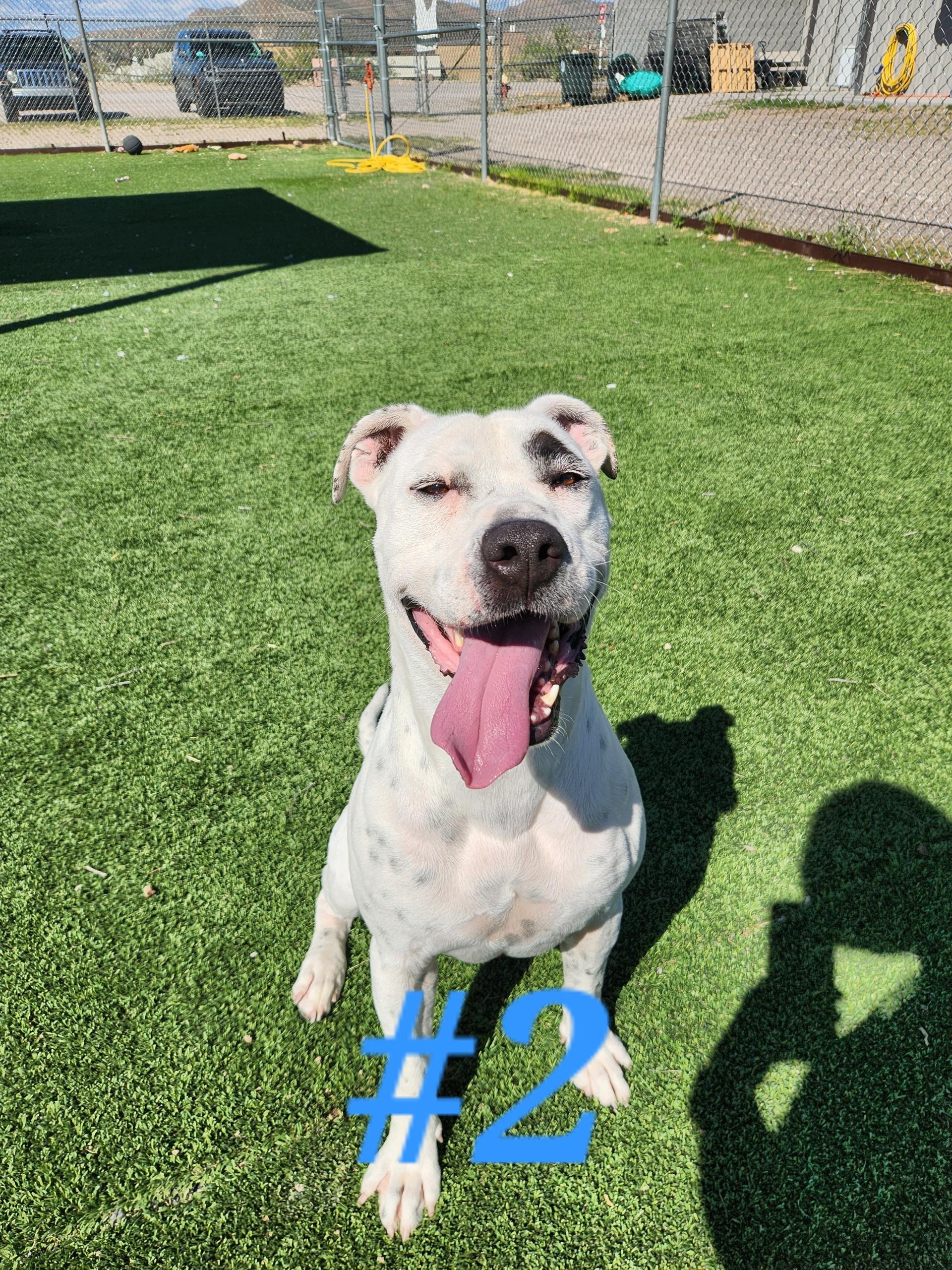 #2, a Adoptable mixed breed in Truth or Consequences , NM image 1/6