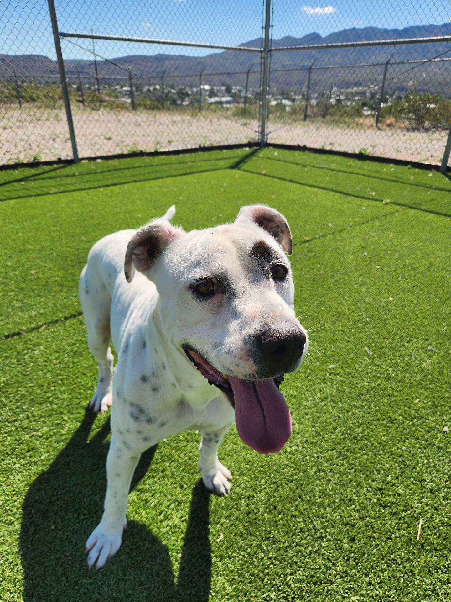 #2, a Adoptable mixed breed in Truth or Consequences , NM image 5/6