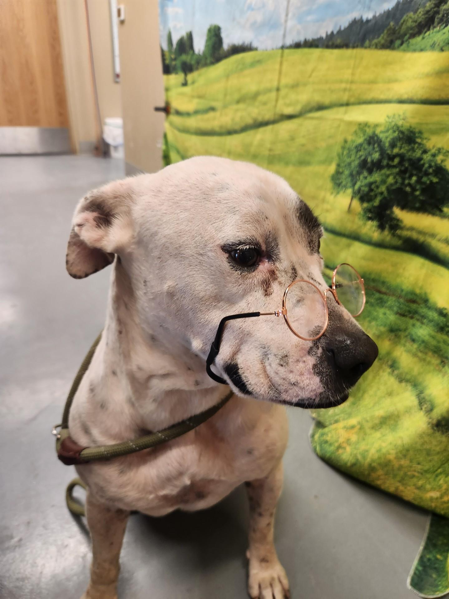 #2, Adoptable, Adult Male Pit Bull Terrier.