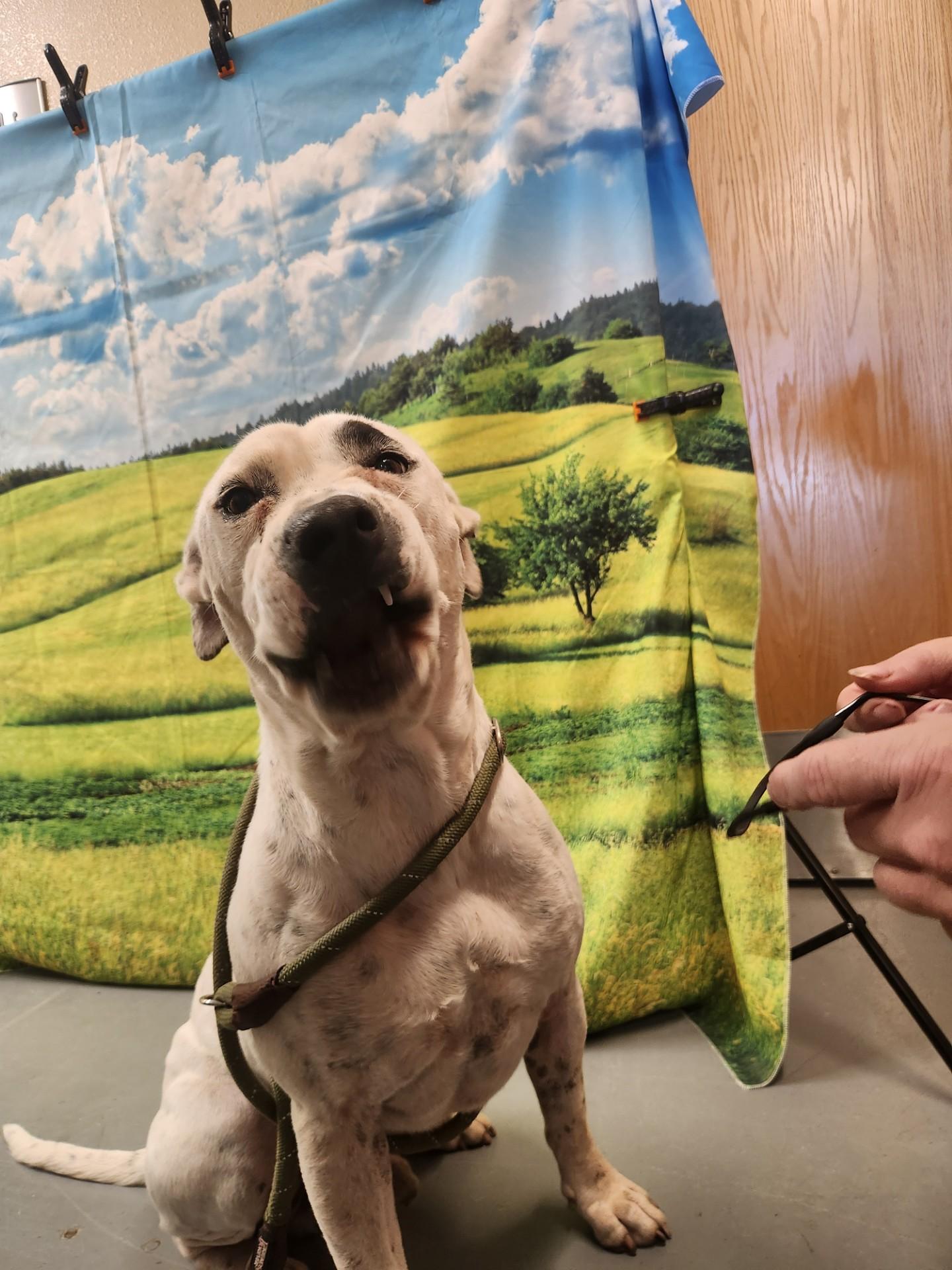 #2, a Adoptable mixed breed in Truth or Consequences , NM image 3/6