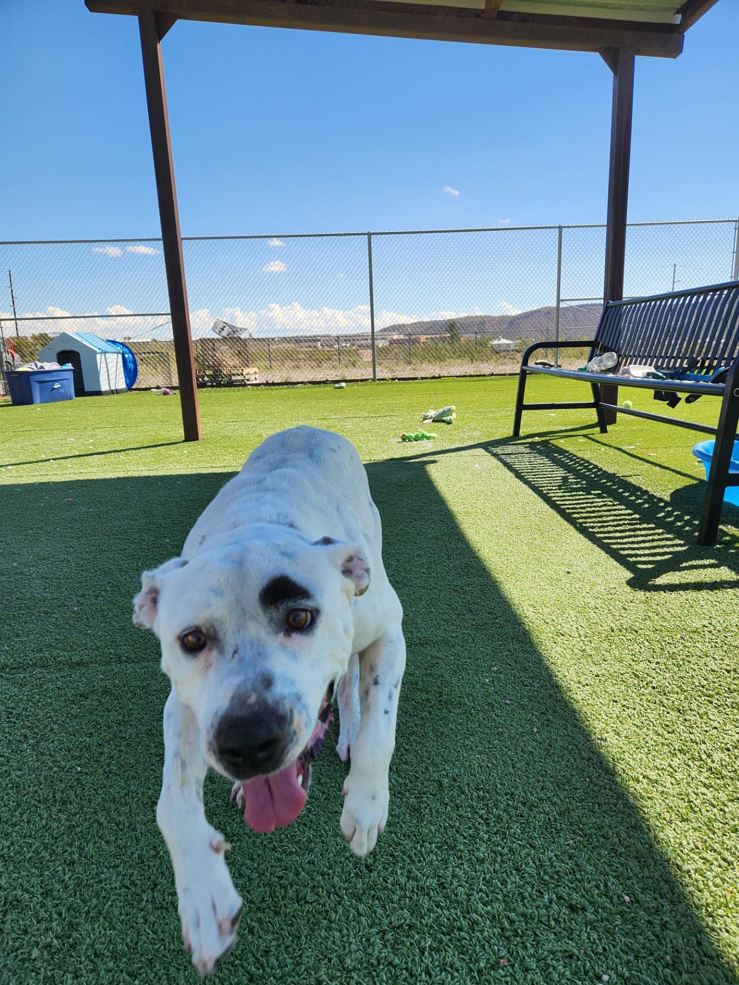 #2, a Adoptable mixed breed in Truth or Consequences , NM image 6/6