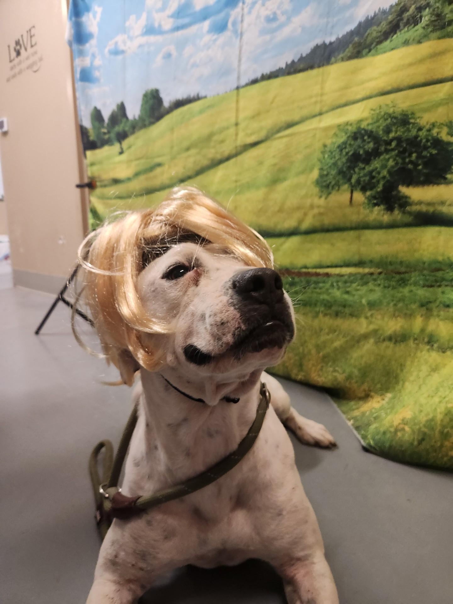 #2, a Adoptable mixed breed in Truth or Consequences , NM image 4/6