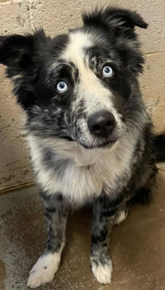 Watson AZ, a Adoptable Australian Shepherd in Tucson, AZ image 2/2