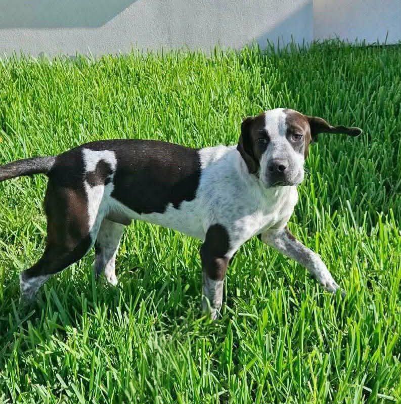 Astro, a Adoptable German Shorthaired Pointer in Stanfordville, NY image 6/6