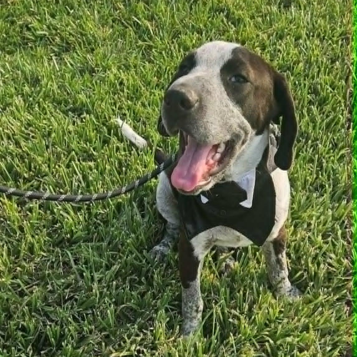 Astro, a Adoptable German Shorthaired Pointer in Stanfordville, NY image 1/6
