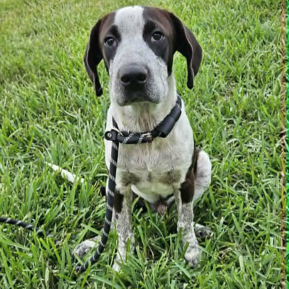 Astro, a Adoptable German Shorthaired Pointer in Stanfordville, NY image 3/6